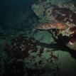 Lingcod in Point Sur SMR