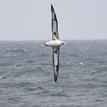 Laysan albatross, Richardson Rock SMR