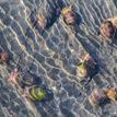 Gould's bubble snails in the San Dieguito Lagoon SMCA