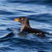 Rhinoceros auklet in Soquel Canyon SMCA