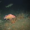 Feather stars and rockfish in Southeast Farallon Island SMCA