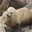 Steller sea lions near Southwest Seal Rock Special Closure