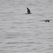 Heermann's gulls in Stewarts Point SMR