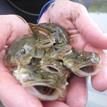 Handful of Pacific staghorn sculpin, Ten Mile Estuary SMCA