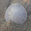 Sand dollar in Vandenberg SMR