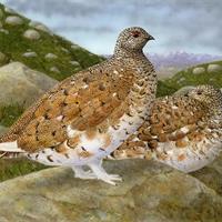 White-Tailed Ptarmigan by Jeffery Klinefelter