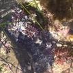 Well-camouflaged cabezon at Cabrillo State Marine Reserve