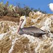 Brown pelican and gull, Arrow Pt to Lion Head Pt SMCA