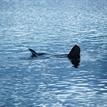 A bat ray in the Batiquitos Lagoon SMCA (No-Take)