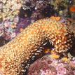 Warty sea cucumber at Big Creek SMR