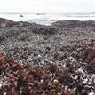 Mussel bed and Turkish washcloth red algae, Cambria SMCA