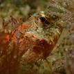 Snubnose sculpin at Carmel Pinnacles SMR