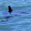 Common mola skims the surface waters of Double Cone Rock SMCA