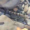 Tidepool sculpin in Duxbury Reef SMCA