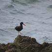 Black oystercatcher in Egg (Devil's Slide) Rock to Devil's Slide Special Closure