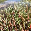 Pacific glasswort near Drakes Estero SMCA