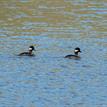 Buffleheads in Estero de San Antonio SMRMA