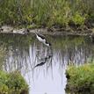 A black-necked stilt in the Famosa Slough SMCA (No-Take)