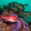 California sheephead at Farnsworth Offshore SMCA