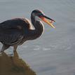 Great blue heron in Goleta Slough SMCA (No-Take)