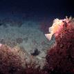 Rockfish resting on a rocky reef, Gull Island SMR