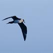 Parasitic jaeger at Harris Point SMR