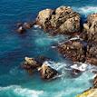 California sea lions on the rocky shoreline at Judith Rock SMR