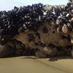 Sandcastle worms and mussels in Kashtayit SMCA