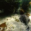 Round stingray in Laguna Beach SMR