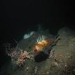 Quillback rockfish near Mattole Canyon SMR