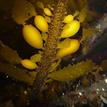 Feather boa kelp at Pillar Point SMCA