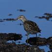 Pectoral sandpiper in Moro Cojo Slough SMR