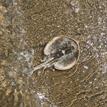 Round stingray at Morro Bay SMRMA