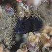 Fringehead blenny in Naples SMCA