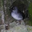 Cassin's auklet in North Farallon Islands Special Closure