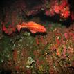 Yelloweye rockfish near a reef covered in anemones, Piedras Blancas SMCA