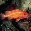 Yelloweye rockfish at Point Arena SMR