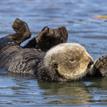 Southern sea otter at Point Buchon SMR