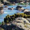 Sea palm, surfgrass, and various algae at Point Cabrillo SMR