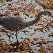 Great blue heron hunting in giant kelp at Point Lobos SMR