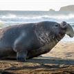 Elephant seal in Point Reyes SMR