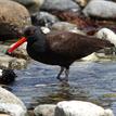 Black oystercatcher in Point Sur SMR