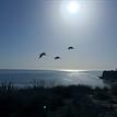 Brown pelicans soar over Pt. Vicente SMCA and Abalone Cove SMCA