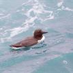 Common murre at Russian Gulch SMCA