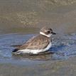 A semipalmated plover in the San Dieguito Lagoon SMCA