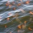 Pacific sea nettles in Soquel Canyon SMCA