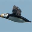 Horned puffin in Southeast Farallon Island SMR