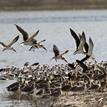 Black skimmers and avocets in Upper Newport Bay SMCA