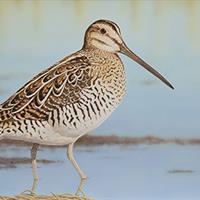 Wilson's Snipe by Jeffrey Klinefelter