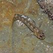 Mussel blenny in a tidepool at Cabrillo State Marine Reserve